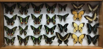 null Ensemble de 5 boîtes de papillons contenant 204 spécimens de diverses familles...