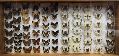 null Ensemble de 5 boîtes de papillons contenant 204 spécimens de diverses familles...