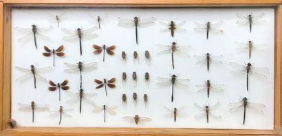null Ensemble de 4 boîtes entomologiques
Une contenant 9 criquets, 4 sauterelles,...