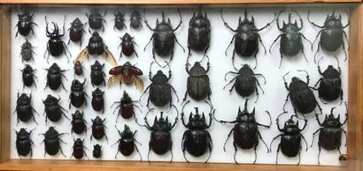 null Ensemble de 4 boîtes entomologiques
Une contenant 9 criquets, 4 sauterelles,...