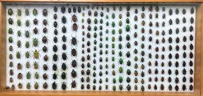 null Ensemble de 6 boîtes entomologiques contenant un grand nombre de coléoptères...