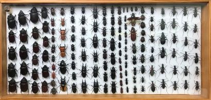 null Ensemble de 6 boîtes entomologiques contenant un grand nombre de coléoptères...