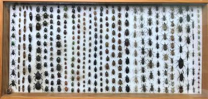 null Ensemble de 6 boîtes entomologiques contenant un grand nombre de coléoptères...