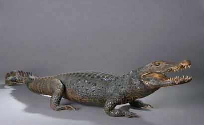 Crocodile niloticus naturalisé, yeux en verre,...