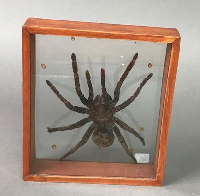 null Mygale naturalisée sous cadre en verre
21,5 x 19 cm pour le cadre