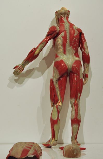 null Ecorché anatomique articulé en résine polychrome (peinture écaillée)

Epoque...