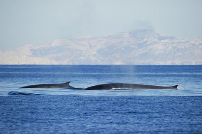 Une journée avec baleines et dauphins À bord du navire « Croix du Sud V », partez...