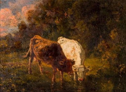null François MAURY (1861-1933) 

Cows drinking. Oil on panel. Signed lower right....