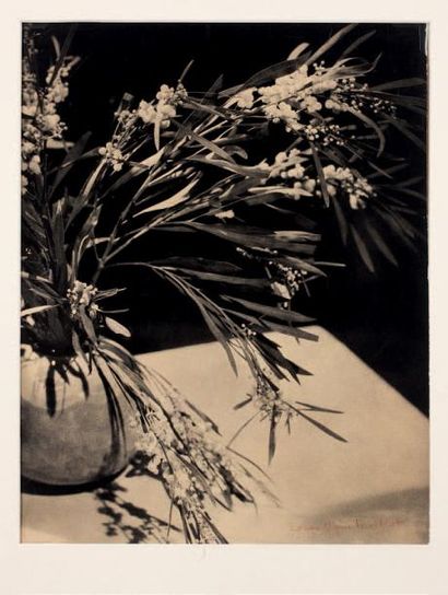ALBIN-GUILLOT LAURE (1879 - 1962) Le bouquet de mimosas
Photographie originale signée.
37,5...