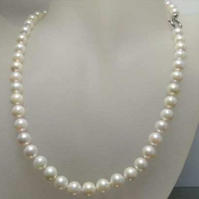 null Long necklace of "Akoya" pearls from Japan, . diameter 7,5/8 mm, length worn...