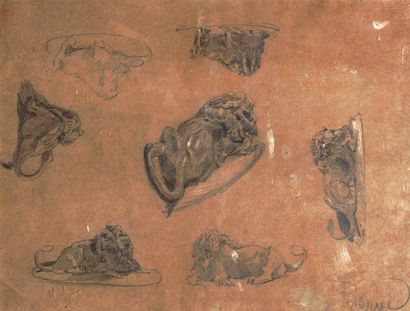 null Antoine Louis BARYE (1796-1875) Études de lions Pierre noire sur papier brun...