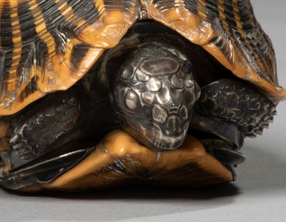 null Indian star turtle in the natural forming a box composed of a shell in tortoiseshell,

the...