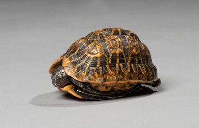 null Indian star turtle in the natural forming a box composed of a shell in tortoiseshell,

the...