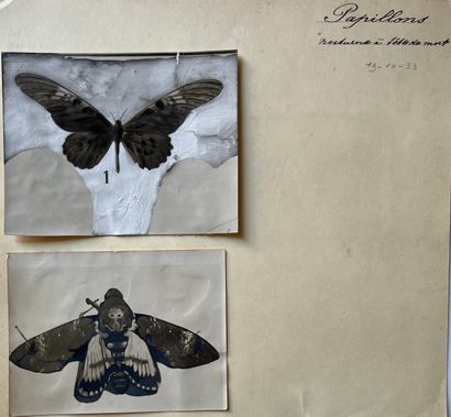 null Insects - Entomology

The fly, the butterfly : "nocturne à la tête de mort",...