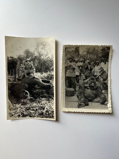 null Afrique - Congo

Chasseurs et leurs trophées : la chasse au gorille, éléphants,...