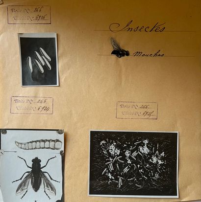 null Insectes - Entomologie

La mouche, le papillon : “nocturne à la tête de mort”,...