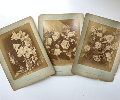 null A Calavas Éditeur 

Étude de fleurs, c. 1900

20 planches dont 24 tirages albuminés...