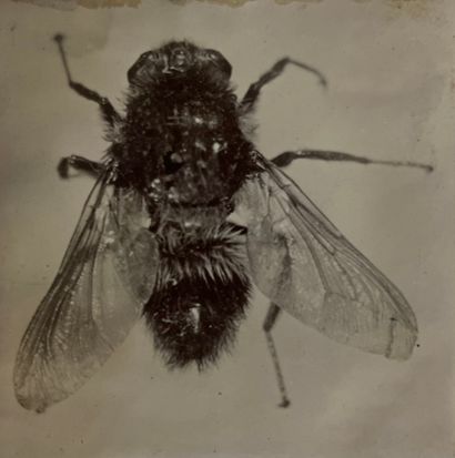 null Insectes - Entomologie

La mouche, le papillon : “nocturne à la tête de mort”,...