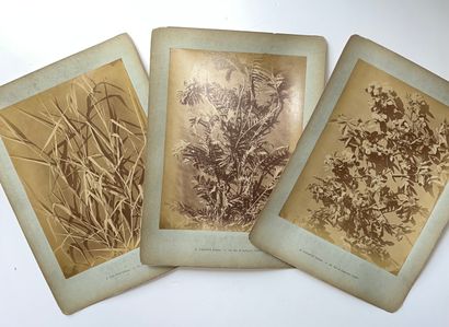 null A Calavas Éditeur 

Étude de fleurs, c. 1900

20 planches dont 24 tirages albuminés...