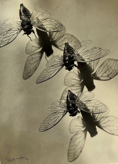 null Pierre AURADON (1900-1988) 

Cicadas, c. 1940

Vintage silver print mounted...