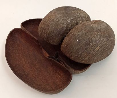 null SEYCHELLES. Cocofesse. Palm tree seed, 30 x 38 cm diameter approximately, height...