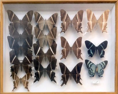null PAPILLONS. Boîte entomologique comprenant 15 spécimens de lépidoptères dont...