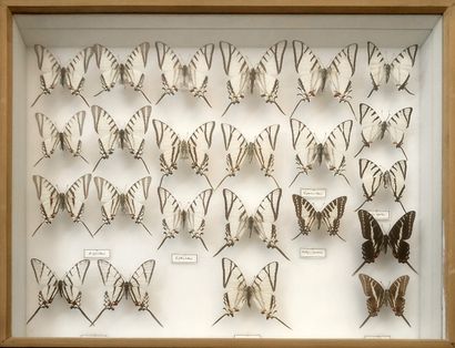 null PAPILLONS. Boîte entomologique comprenant 23 spécimens de lépidoptères dont...