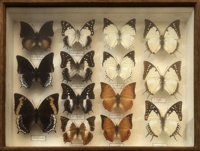 null PAPILLONS. Boîte entomologique comprenant 14 spécimens de lépidoptères dont...
