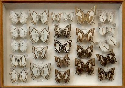 null PAPILLONS. Boîte entomologique comprenant 24 spécimens de lépidoptères dont...