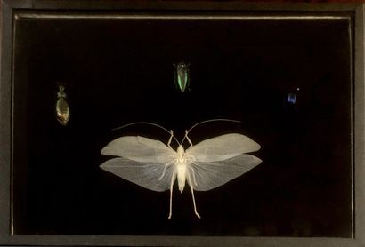 null COLÉOPTÈRES. Boîte entomologique comprenant 4 spécimens de coléoptères dont...