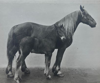 null Chevaux 
Pur-sang, chevaux de trait, jument et poulain, c. 1900
30 tirages argentiques...