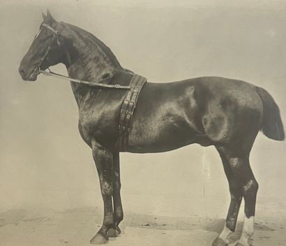 null Chevaux 
Pur-sang, chevaux de trait, jument et poulain, c. 1900
30 tirages argentiques...