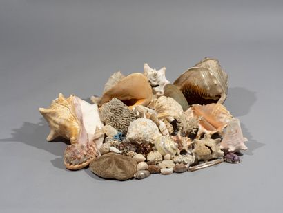 null Set of shells and marine fauna including conchs, porcelain, white or blue madripore...