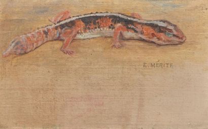 null Édouard MÉRITE (1867-1941).
Salamandre.
Panneau de bois peint signé en haut...