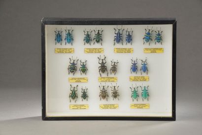 Boite entomologique contenant vingt coléoptères...