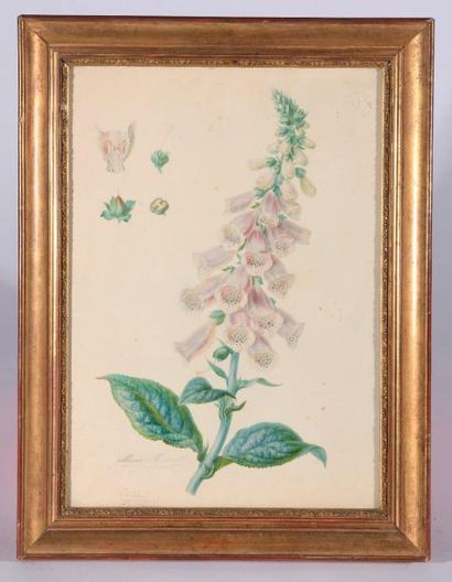 Marie HENRIET (XIXe siècle).

Étude de fleurs.

Deux...