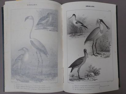 null BOUTEILLE (Hyppolyte). Ornithologie du Dauphiné ou description des oiseaux observés...