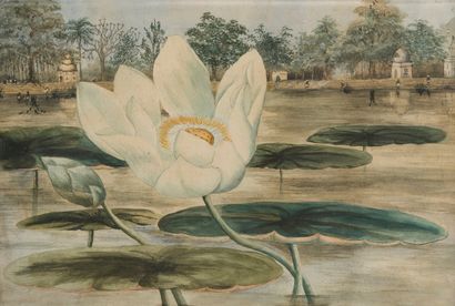 null School of the travelling painters. 

Lotus flower. 

Watercolor on paper framed....