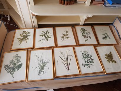 
10 planches d'herbier, lithographies en...
