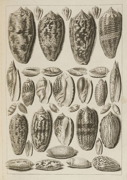 null DEZALLIER D'ARGENVILLE (Antoine Joseph). La Conchyliologie, ou histoire naturelle...