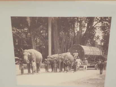 null CEYLAN. Arbre à voyageurs. Convoi tiré par des éléphants. Eléphant et son mahout....