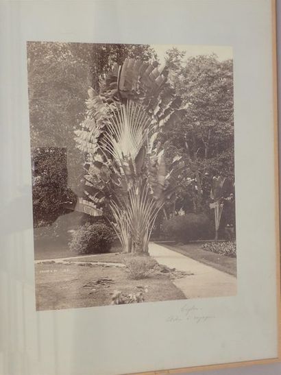 null CEYLAN. Arbre à voyageurs. Convoi tiré par des éléphants. Eléphant et son mahout....