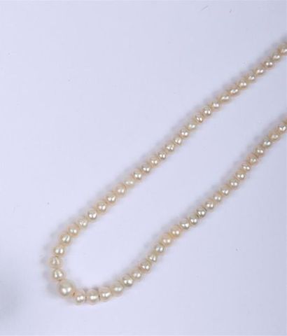  Collier ras de cou de perles fines (non testées) en légère chute (diamètres entre...