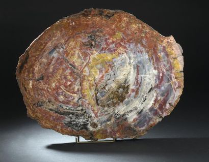 null Petrified wood plate
H. 3 W. 60 D. 47 cm 