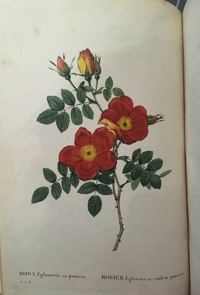 null REDOUTÉ (Pierre Joseph)]. Les Roses peintes par P. J. Redouté [...] décrites...