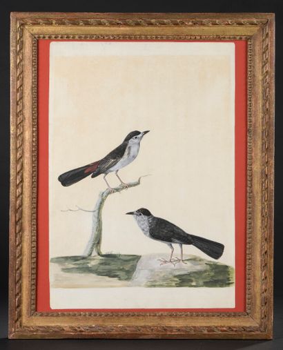 null FRENCH SCHOOL circa 1800

Two blackbirds

Gouache.

Insolate.

54,5 x 38 cm