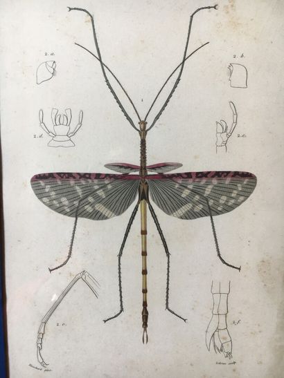 null 
Série de 24 planches d'entomologie en couleurs, fin XIXème siècle






24...