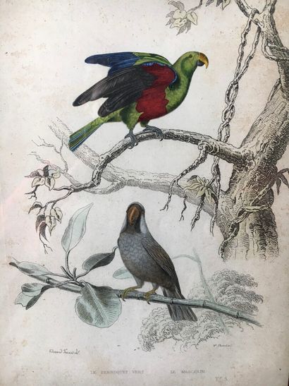 null Série de 20 planches d'ornithologie en couleurs, fin XIXème siècle

26 x 17...