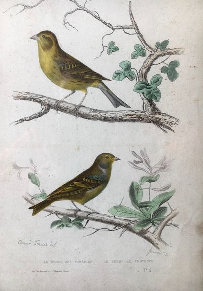 null Series of 20 ornithology plates in colors, end of XIXth century

26 x 17 cm