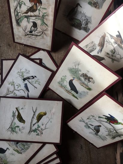 Series of 20 ornithology plates in colors,...